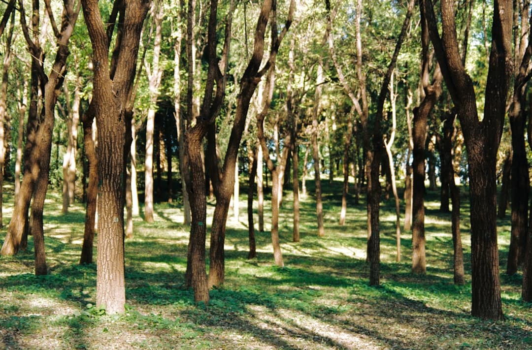 Shrub, Bush & Tree Care Hero
