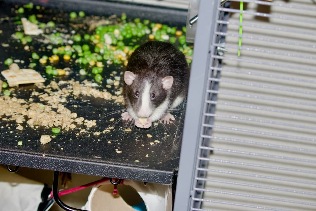 Complete Rodent Elimination